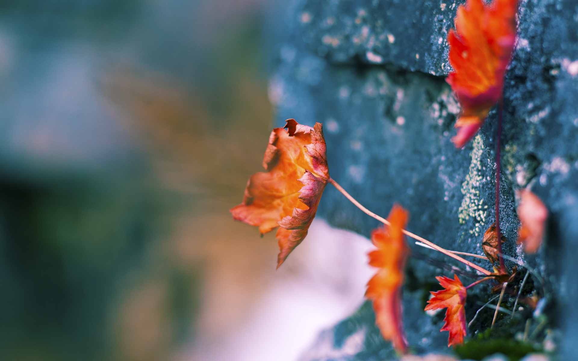 “基层青训持续发力,持续推动足球基础普及”,青年足球训练