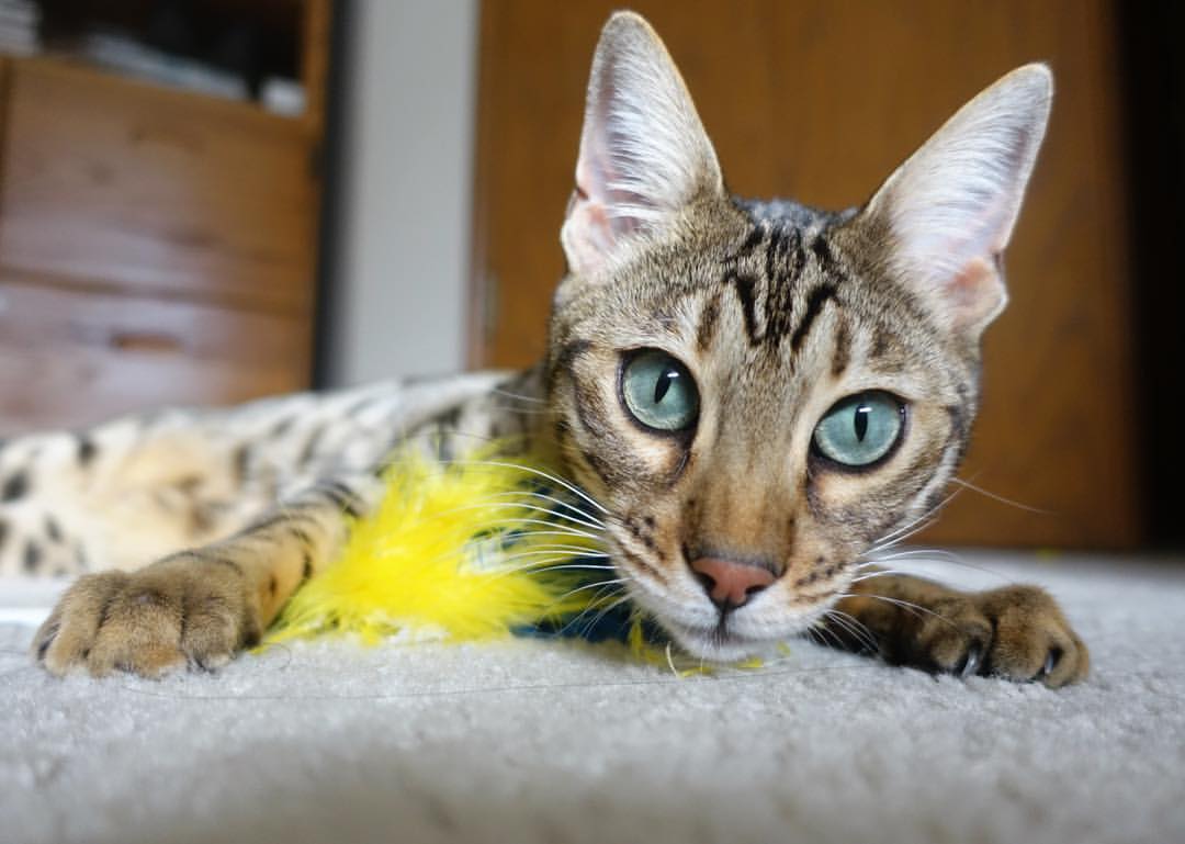 Kaiyun官方登录入口-“弯弧之间：漂移艺术的极致演绎”，弯道漂移技巧视频教程