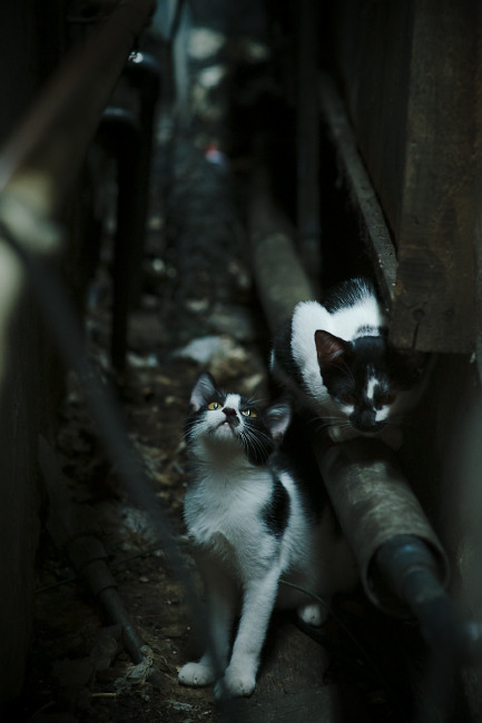 东部季后赛首轮赛程公布，焦点对决受关注，东部季后赛球队