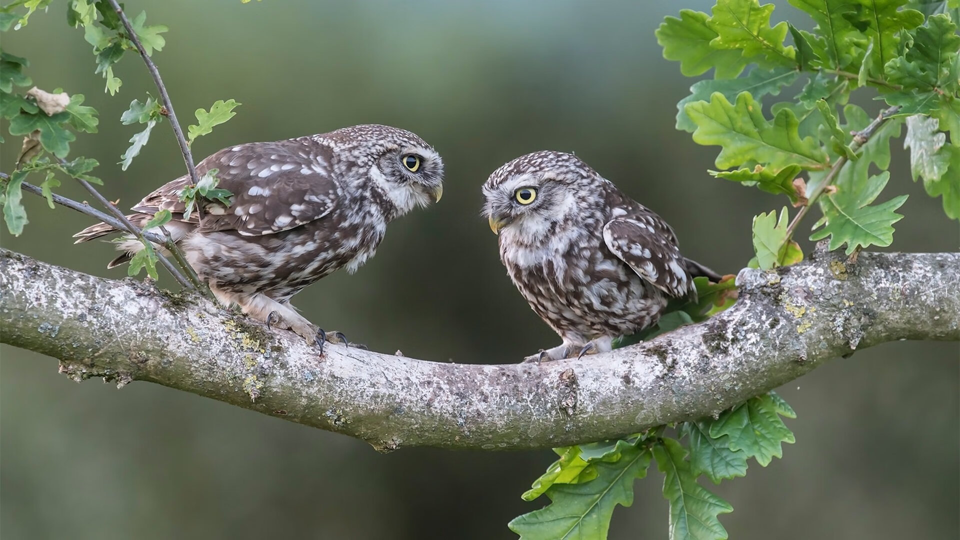 山野采蘑菇徒步,与大自然亲密接触,山上采蘑菇