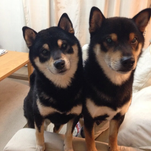 意大利女子排球队在小组赛中表现出色,意大利女子排球队在小组赛中表现出色吗