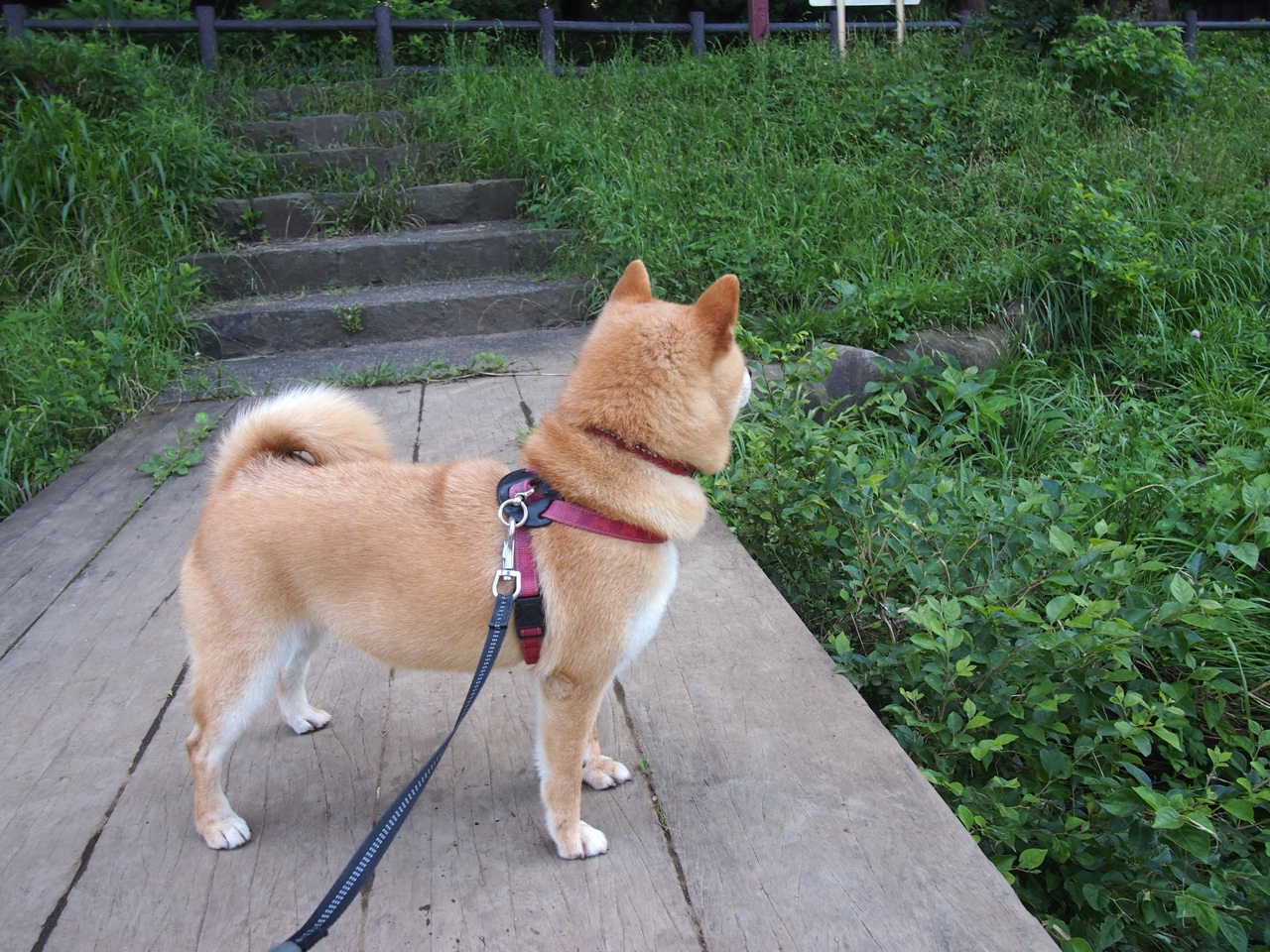 勇士球员组织自主训练 谋求突破改变,勇士队内最新训练赛